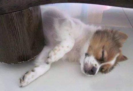 狗狗干了我一小时，狗狗趁我睡觉插了我！