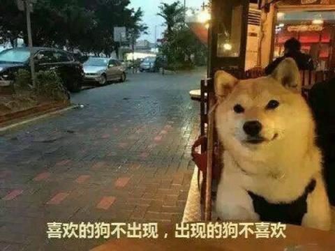 女人和狗交配,不可自拔的爱上这种感觉!