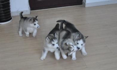 狗舔我的那，我在家裸睡被狗狗破了处！