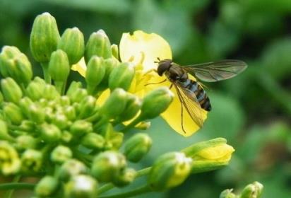 油菜花粉的功效与作用，美容！