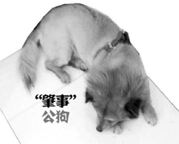 狗慢慢挺入她体下,欧美女子承认与狗狗发生性行为!
