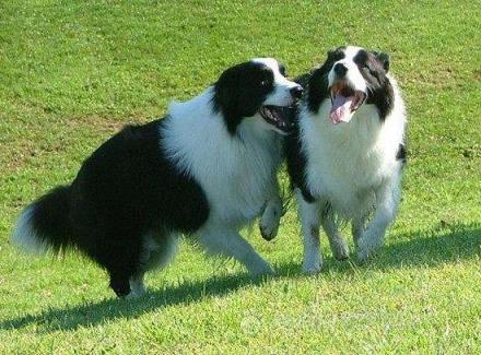 狗慢慢挺入她体下，欧美女子承认与狗狗发生性行为！