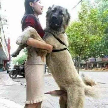 大狗插女人的B图黄图,狗的小弟真很大!
