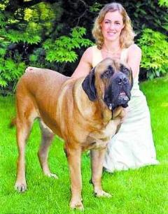 大狗插女人的B图黄图，狗的小弟真很大！