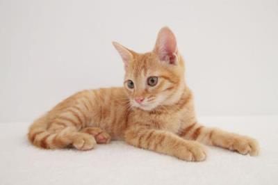 男子被猫抓伤死亡，被温血动物所伤一定不能大意