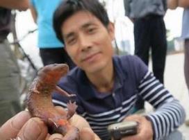 男子捕获怪鱼竟是火龙,皮肤黑而光滑腹部为红色