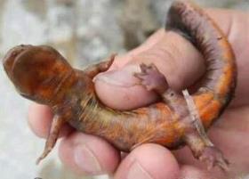 男子捕获怪鱼竟是火龙，皮肤黑而光滑腹部为红色