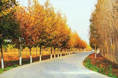 离别的秋天，伤感的秋天！