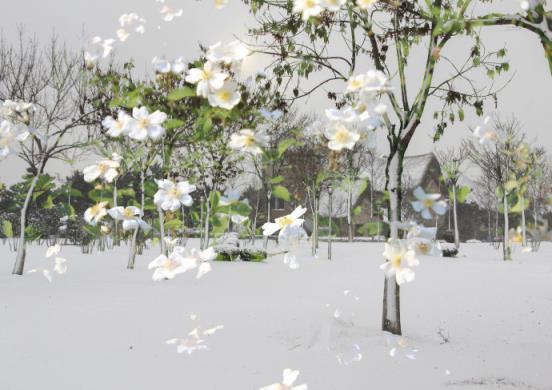 一场风花雪月的故事,他送了一束彼岸花给我!