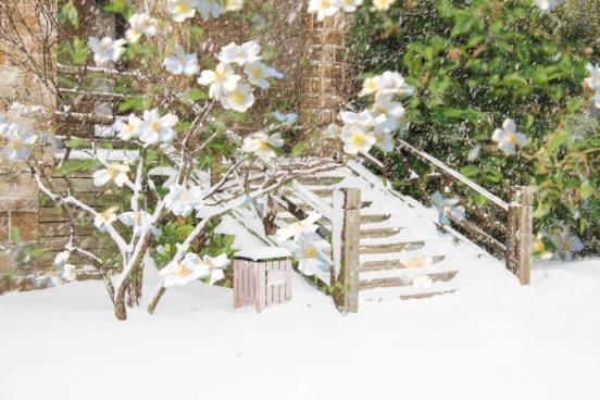 一场风花雪月的故事，他送了一束彼岸花给我！