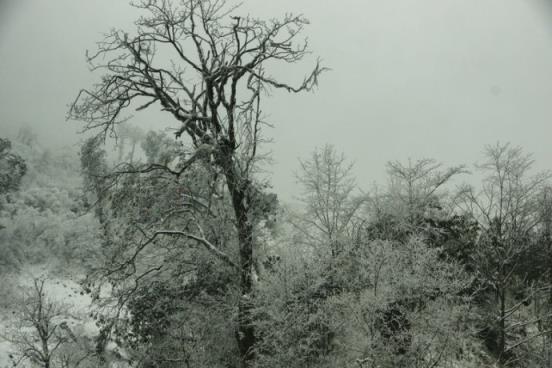 一场风花雪月的故事，他送了一束彼岸花给我！