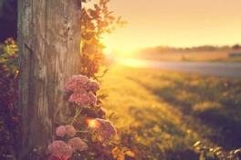 秋天的怀念，我从此永远地失去了她！