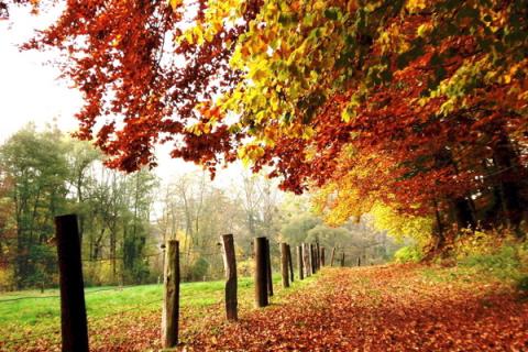 秋天的怀念，我从此永远地失去了她！