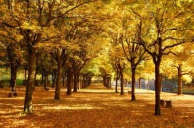 秋天的怀念，我从此永远地失去了她！