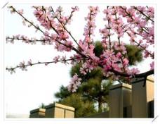 一枝红杏出墙来，寂寞女人的心灵出轨经历！