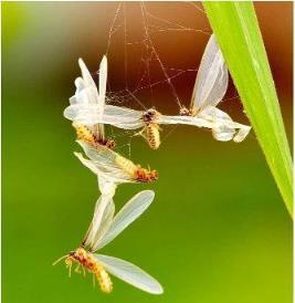 世上最可爱的蜻蜓