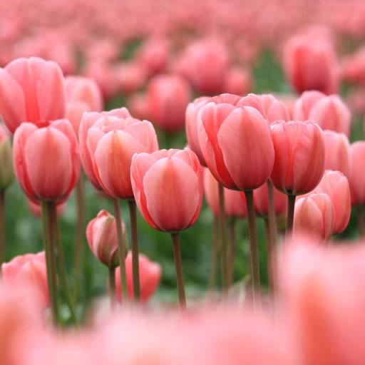 爱都是开始的很美丽结束的没道理，有如昙花一现！