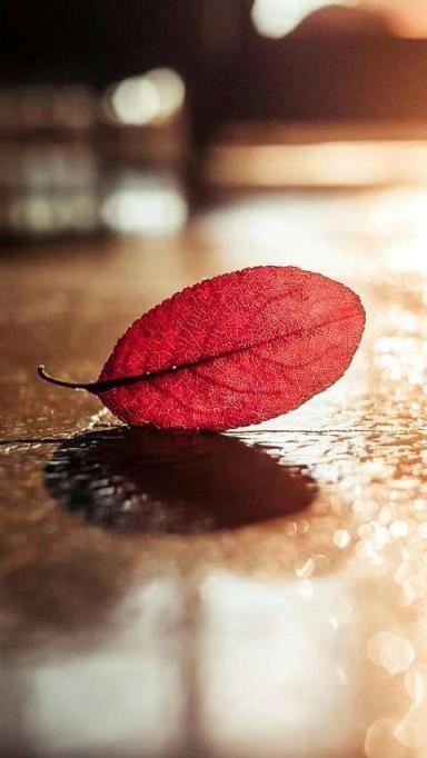 我从前相信这世上有一个温暖的人，心若温暖四季皆是春暖花开！