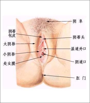 处女膜图片赏析：真实完美的处女膜高清大图