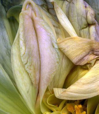 美女阴道图的样子 史上最真实的女人阴道图片