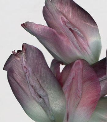 美女阴道图的样子 史上最真实的女人阴道图片