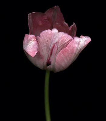 美女阴道图的样子 史上最真实的女人阴道图片