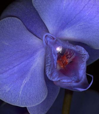 美女阴道图的样子 史上最真实的女人阴道图片