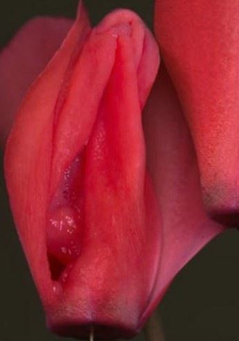 美女阴道图的样子 史上最真实的女人阴道图片