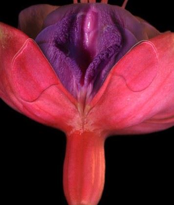 美女阴道图的样子 史上最真实的女人阴道图片