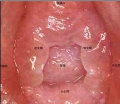 美女阴道图的样子 史上最真实的女人阴道图片