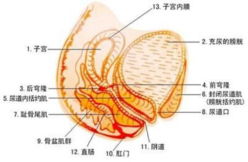 少女私秘处照片:有关阴部的那些事