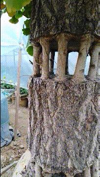 拜托小姐主题曲,这哪是女司机,分明是女超人啊