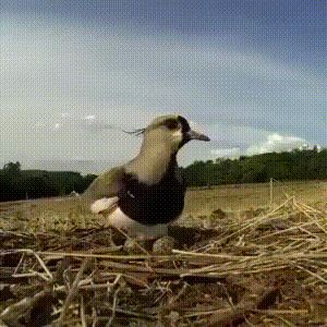 拜托小姐主题曲,这哪是女司机,分明是女超人啊