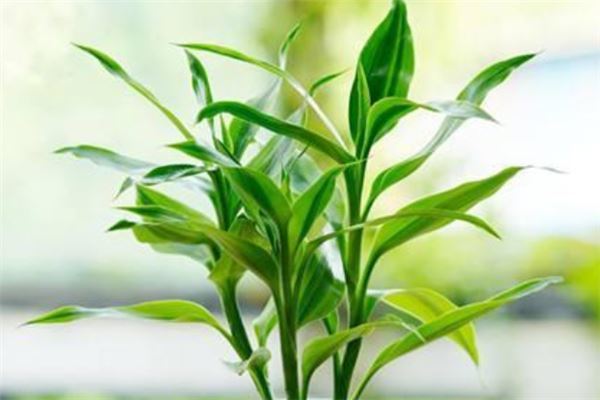 十大最旺宅的植物：松柏上榜，第四寓意平平安安