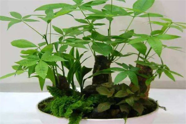 十大最旺宅的植物：松柏上榜，第四寓意平平安安