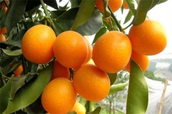 十大最旺宅的植物：松柏上榜，第四寓意平平安安