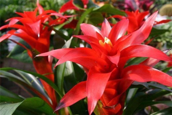 十大最旺宅的植物：松柏上榜，第四寓意平平安安