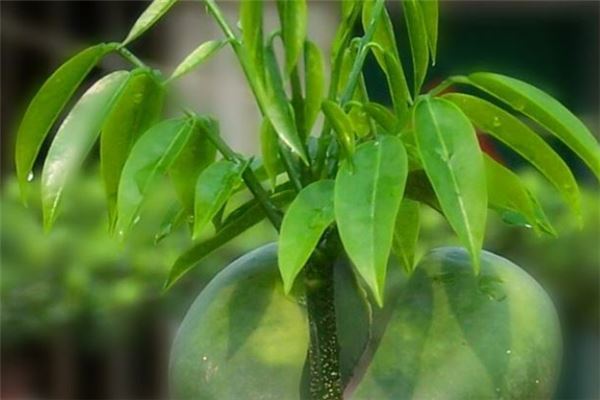 十大最旺宅的植物：松柏上榜，第四寓意平平安安