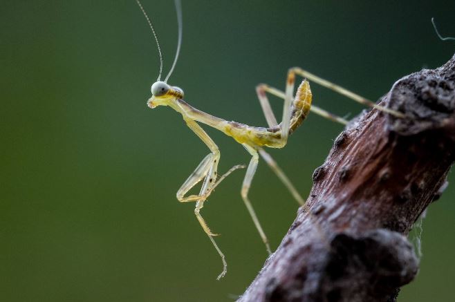 世界十大螳螂 中华大刀螳上榜，第一名实力最强悍