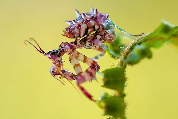 世界十大螳螂 中华大刀螳上榜，第一名实力最强悍
