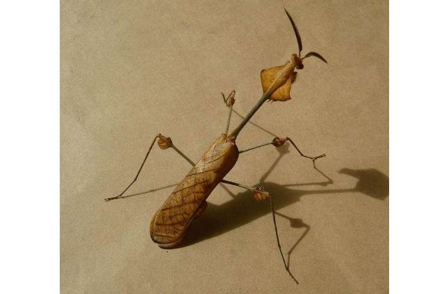 世界十大螳螂 中华大刀螳上榜，第一名实力最强悍