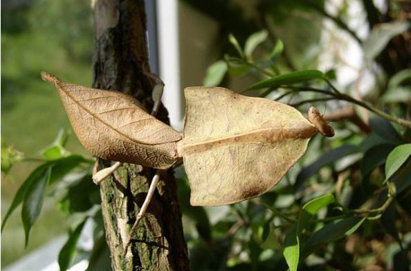 世界十大螳螂 中华大刀螳上榜，第一名实力最强悍