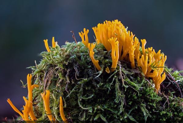 寿命最长的海洋生物排名，海龟只能排最后，第一名能长生