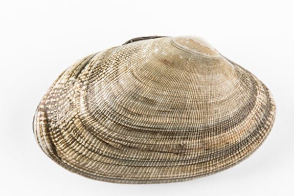 寿命最长的海洋生物排名，海龟只能排最后，第一名能长生