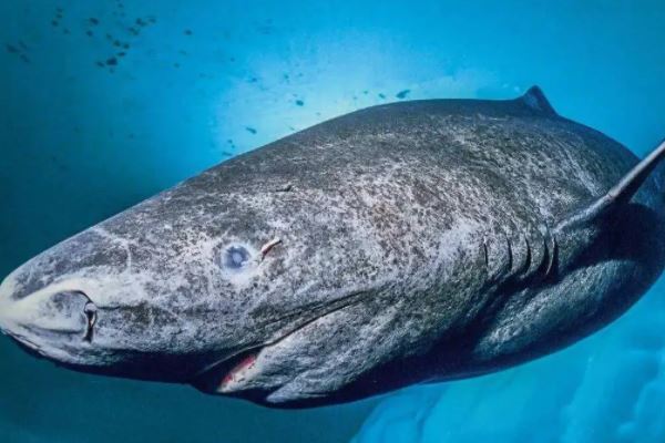 寿命最长的海洋生物排名，海龟只能排最后，第一名能长生