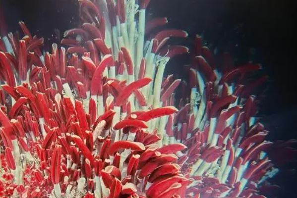 寿命最长的海洋生物排名,海龟只能排最后,第一名能长生