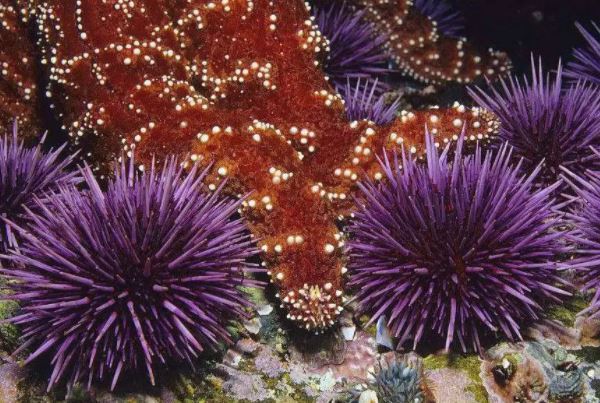 寿命最长的海洋生物排名，海龟只能排最后，第一名能长生