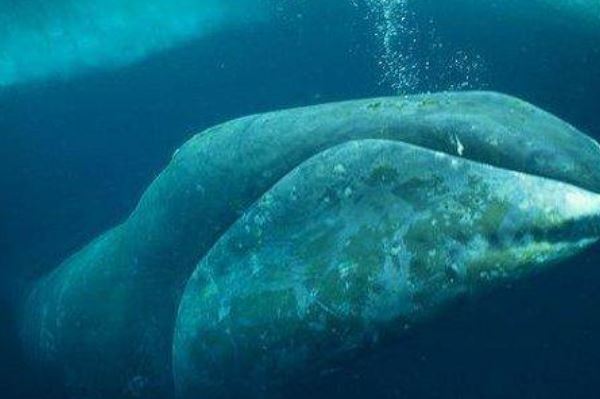寿命最长的海洋生物排名，海龟只能排最后，第一名能长生