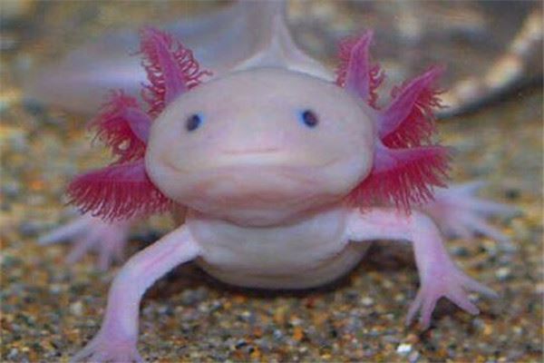 世界十大可爱的动物 安哥拉兔像毛球，第七性格超调皮但惹人爱