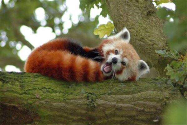 世界十大可爱的动物 安哥拉兔像毛球，第七性格超调皮但惹人爱